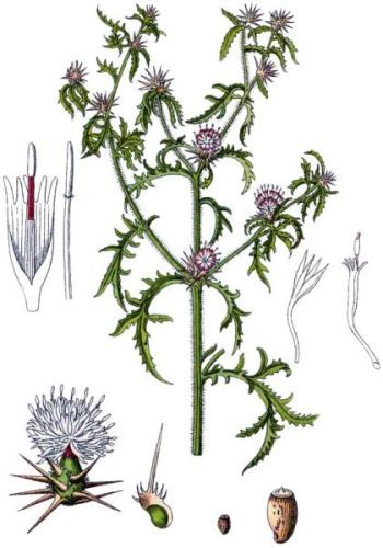 Hippophaes - Centaurea calcitrapa - василек колючеголовый